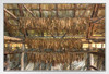 Tobacco Leaves Drying in Organic Farm in Cuba Photo Photograph White Wood Framed Poster 20x14