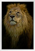 Waiting Lion by Chris Lord Male Lion Mane Lion Posters For Wall Lion Pictures Wall Decor Picture Of Lions African Travel Poster Safari Picture Lions Home Decor White Wood Framed Art Poster 14x20
