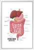 Internal Human Digestive System Illustration Human Anatomy Educational Chart White Wood Framed Poster 14x20