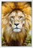 African Lion Head Shot Male Lion Mane Lion Posters For Wall Lion Pictures Wall Decor Picture Of Lions African Travel Poster Safari Picture Lions Home Decor Pride White Wood Framed Art Poster 14x20