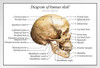 Human Skull Diagram Anatomy Educational Chart White Wood Framed Poster 20x14