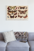 Moths and Butterflies 1888 Vintage Illustration Insect Wall Art of Moths and Butterflies butterfly Illustrations Insect Moth Cool Wall Art Print Poster 18x12