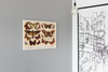 Moths and Butterflies 1888 Vintage Illustration Insect Cool Wall Art Print Poster 18x12