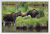 Two Moose Checking In Rocky Mountains Colorado Photo Photograph White Wood Framed Poster 20x14