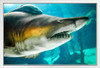 Sand Tiger Shark Up Close Photo Photograph Shark Posters For Walls Shark Pictures Cool Sharks Of The World Poster Shark Ocean Poster Wildlife Art Print White Wood Framed Art Poster 20x14