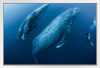 Scuba Diver with Adult Female Humpback Whale Photo Photograph White Wood Framed Poster 20x14