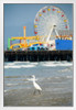 Egret Steping into the Sea Santa Monica Beach Pier Los Angeles Photo Photograph White Wood Framed Poster 14x20