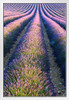 Lavender Field in Full Bloom Provence France Photo Photograph White Wood Framed Poster 14x20