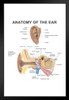 Anatomy Of The Human Ear Diagram Chart Art Print Stand or Hang Wood Frame Display Poster Print 9x13