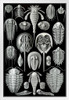 Ernst Haeckel Aspidonia Merostomata Trilobita Nature Art Forms Illustration Print White Wood Framed Poster 14x20