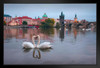 Two Swans Forming Shape Of Heart Photo Photograph Bird Pictures Wall Decor Beautiful Art Wall Decor Feather Prints Wall Art Nature Wildlife Animal Bird Prints Stand or Hang Wood Frame Display 9x13