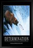 Determination Bear In Water Catching Fish Funny Demotivational Snarky Sarcastic Ironic Motivational Big Bear Poster Large Bear Picture of a Bear Posters for Wall Matted Framed Art Wall Decor 20x26