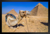 Camel Guarding Pyramids Giza Egypt Landscape Photo Photograph Art Print Stand or Hang Wood Frame Display Poster Print 13x9
