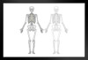 Human Body Skeleton Diagram Art Print Stand or Hang Wood Frame Display Poster Print 13x9