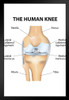 Human Knee Anatomy Illustration Educational Chart Art Print Stand or Hang Wood Frame Display Poster Print 9x13