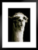 Alpaca Face Close Up View Black and White Animal Photography Face Cute Funny Llama Photo Picture Zoo Matted Framed Wall Decor Art Print 20x26