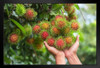 Rambutan Tropical Fruit Tree Photo Art Print Stand or Hang Wood Frame Display Poster Print 13x9