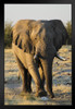 Lonely Male Elephant Walking Etosha National Wildlife Park Photo Photograph Art Print Stand or Hang Wood Frame Display Poster Print 9x13