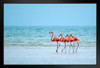 Flamingos Wading in the Ocean Photo Photograph Flamingo Print Flamingo Wall Decor Beach Theme Bathroom Decor Wildlife Print Pink Flamingo Bird Exotic Beach Stand or Hang Wood Frame Display 9x13