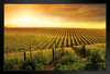 Stunning Wine Vineyard Sunset Barossa Valley Photo Photograph Art Print Stand or Hang Wood Frame Display Poster Print 13x9
