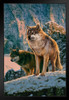 Wolf Couple Snowy Ridge Sunset by Vincent Hie Wolf Posters For Walls Posters Wolves Print Posters Art Wolf Wall Decor Nature Posters Wolf Decorations for Bedroom Stand or Hang Wood Frame Display 9x13