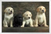 Togetherness Labrador Retriever Puppies Puppy Posters For Wall Funny Dog Wall Art Dog Wall Decor Puppy Posters For Kids Bedroom Animal Wall Poster Cute Animal White Wood Framed Art Poster 20x14
