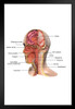 Face Anatomy Classroom Diagram Educational Chart Art Print Stand or Hang Wood Frame Display Poster Print 9x13