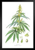 Cannabis Plant Marijuana Botanical Engraving 1857 Art Print Stand or Hang Wood Frame Display Poster Print 9x13