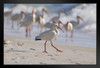 American White Ibis Along Southern Gulf Coast Photo Photograph Art Print Stand or Hang Wood Frame Display Poster Print 13x9
