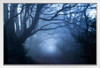 Footpath Through A Misty Woods Photo Photograph Spooky Scary Halloween Decorations White Wood Framed Art Poster 20x14
