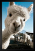 Alpaca Face Cute Baby Close Up View Animal Photography Face Funny Llama Photo Picture Zoo Adorable Stand or Hang Wood Frame Display 9x13