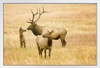 Male Female and Calf Elk Rocky Mountains Deer Poster Deer Photo Deer Art Deer Pictures Wall Decor Deer Antler Pictures Deer Bedroom Decor Deer Antler Wall Decor White Wood Framed Art Poster 20x14
