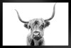 Highland Long Haired Cow Scotland Horns Close Up Face Portrait Animal Black White Photo Art Print Stand or Hang Wood Frame Display 9x13
