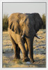 Lonely Male Elephant Walking Etosha National Wildlife Park Photo Photograph White Wood Framed Poster 14x20