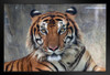 Sumatran Tiger Body Face Portrait Panthera Tigris Sumatrae Wild Animal Big Cat Photo Black Wood Framed Poster 14x20