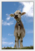 Cow Wearing Bell Low Angle Portrait Photo Photograph Cow Pictures Wall Decor Fun Cow Pictures Cow Baby Picture of a Cow Prints Wall Art Cow Print Wall Decor White Wood Framed Poster 14x20