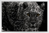 Leopard Close Up Black and White Leopard Pictures Wall Decor Jungle Animal Pictures for Wall Posters of Wild Animals Jungle Leopard Print Decor Animal Wall Decor White Wood Framed Art Poster 20x14