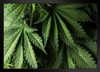 Weed Leaves Leaf Close Up Marijuana Stoner Dorm Photo Cannabis Room Dope Gifts Guys Propaganda Smoking Reefer Stoned Sign Buds Pothead Walls Black Wood Framed Poster 14x20