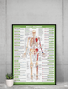 Muscle Attachment Anatomy Chart Human Body Anterior Skeleton Nursing Student Essentials Muscular Joint Medical Classroom Science Class Biology Educational Cool Wall Decor Art Print Poster 12x18