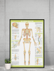 Human Skeleton Anterior Anatomy Chart Body Skeletal Muscle System Bone Spine Medical Classroom Nursing Student Essentials Science Class Biology Educational Cool Wall Decor Art Print Poster 12x18