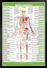 Muscle Attachment Anatomy Chart Human Body Anterior Skeleton Nursing Student Essentials Muscular Joint Medical Classroom Science Class Biology Educational Black Wood Framed Art Poster 14x20