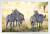 Two Pair of Zebra on Alert Photograph Zebra Pictures Wall Decor Zebra Black and White Animal Print Living Room Decor Zebra Print Decor Animal Pictures for Wall White Wood Framed Poster 20x14