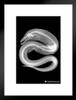 Smithsonian Viper Moray Eel Xray Wall Art Poster Aesthetic Room Decor Home Living Room Classroom Decorations Beach Signs Coastal Nautical Ocean Black and White Matted Framed Wall Decor Art Print 20x26