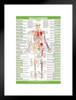 Muscle Attachment Anatomy Chart Human Body Anterior Skeleton Nursing Student Essentials Muscular Joint Medical Classroom Science Class Biology Educational Matted Framed Art Wall Decor 20x26