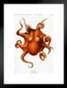 Octopus Vintage Illustration 1898 Cephalopod Red Orange Drawing Aesthetic Ocean Nature Room Decor Science Education Bedroom Matted Framed Wall Decor Art Print 20x26