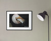 Smithsonian Poster Wall Art Chambered Nautilus Photo