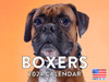 Boxer Calendar 2024 Monthly Wall Calender 12 Month