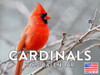 Cardinal Calendar 2024 Monthly Wall Calender 12 Month
