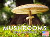 Mushroom Calendar 2024 Mushrooms Monthly Wall Calender 12 Month