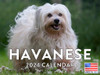 Havanese Dog Calendar 2024 Dog Gifts Monthly Wall Calender